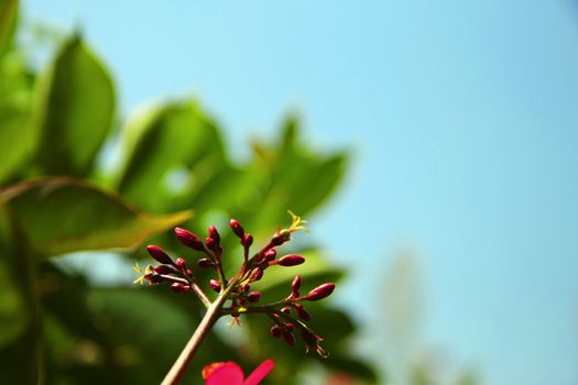 Exotic pink flower blooming on the branch of bush