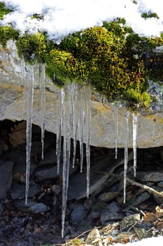 Frozen icicles hanging from the stone in the forest