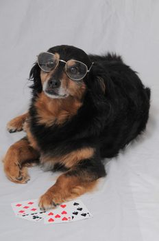 One Smart Old Black Dog Playing Poker On a White Background