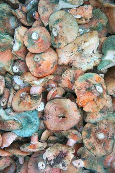 mushrooms at bazaar