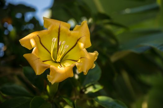 Yellow Hawaiian flower with green foilage