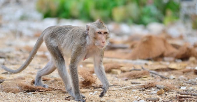Monkey walking