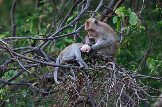 Monkey cleaning with baby on tree
