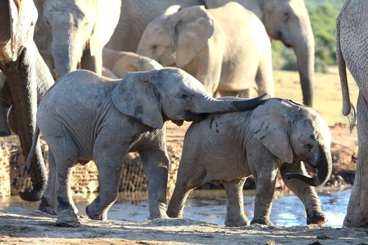 Young African elephant friends playing at a water hole