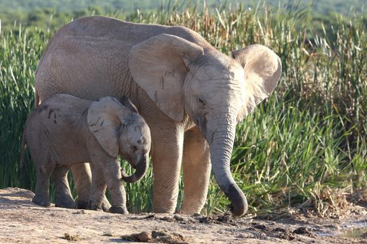 Young African elephant siblings at a water hole