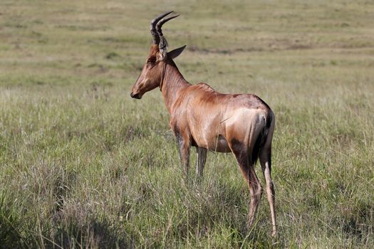 Red Hartebeest Antelope standing in the long grass 