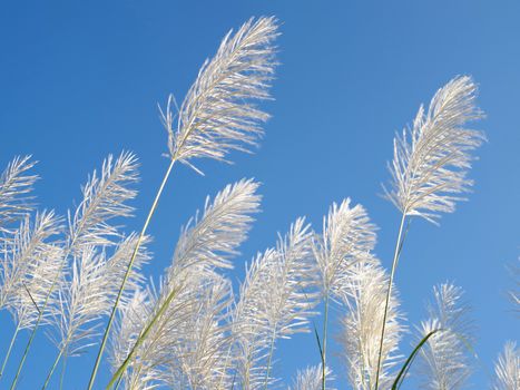 Flower plant with blue sky, Nature background