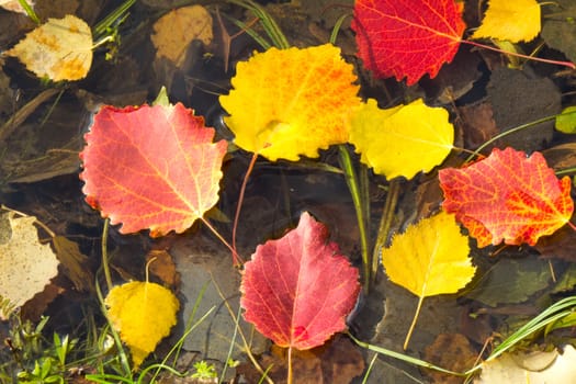 Autumn leaves, fallen from the trees on the shore of the lake lie on the surface of the water.
