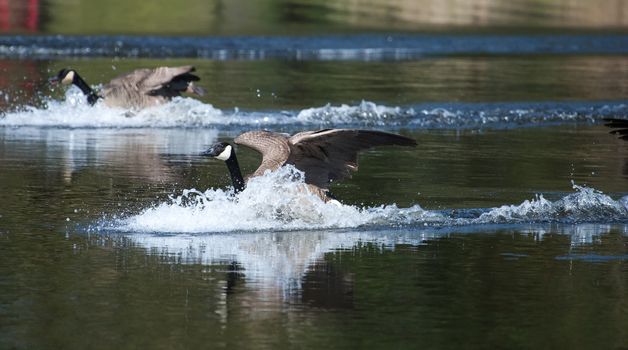 Canadian geese landing in the water on a pond