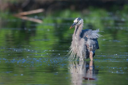 Great Blue Heron fishing in the low lake waters.