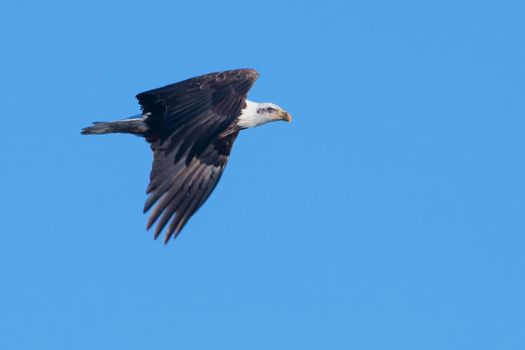 An image of an American Bald Eagle in Flight.