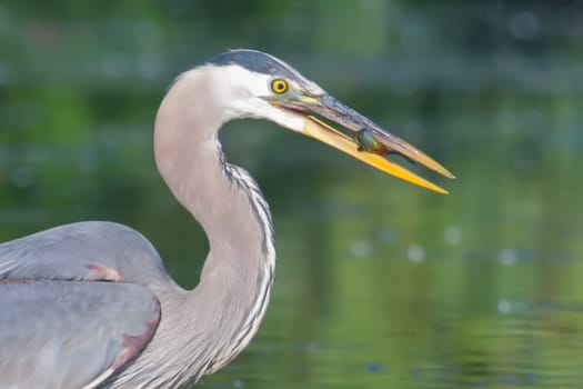 Great Blue Heron fishing in the low lake waters in soft focus