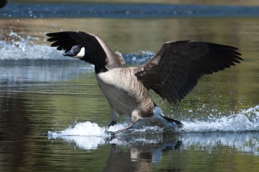 Canadian geese landing in the water on a pond