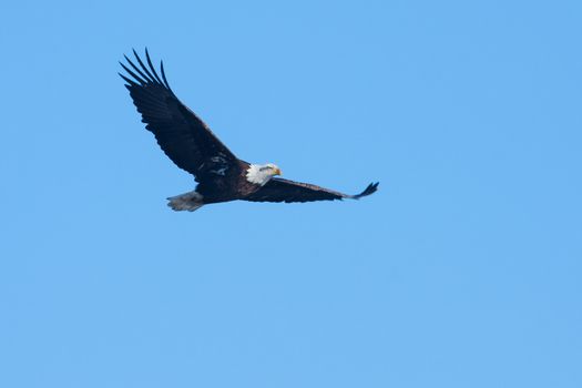 An image of an American Bald Eagle in Flight.