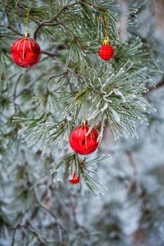 Red Christmas balls hanging on branch fir frosted