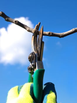 hand with a scissors pruning