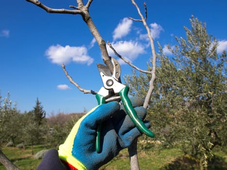 hand in the blue glove pruning with scissors