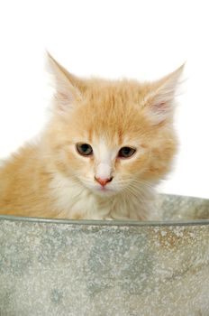 Sweet and sad cat kitten in a bucket taken on a clran white background