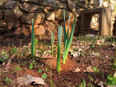 young deffodils growing in the spring        