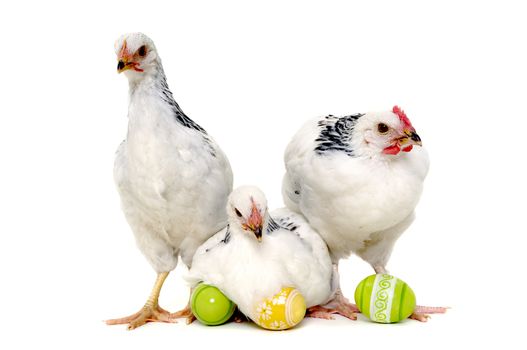 Chickens with easter eggs. Isolated on a white background.