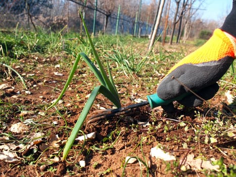 cultivating vegetables with hand tool      