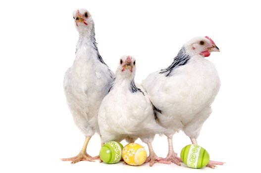 Chickens with easter eggs. Isolated on a white background.