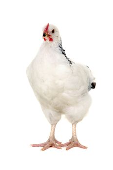 Chicken is standing and looking on a white background.