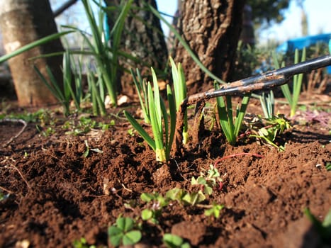 cultivating flover garden with hand tool       