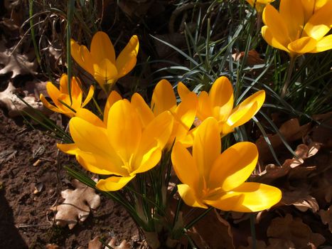 yellow crocus flower in the garden    