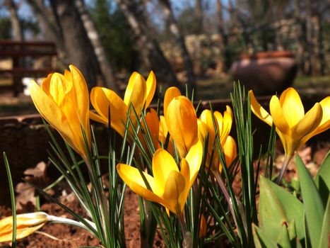 yellow crocus flower in the garden       