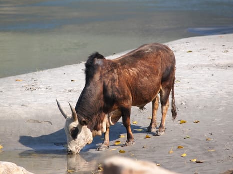 holy cow drinking water on the banks of the ganges river     