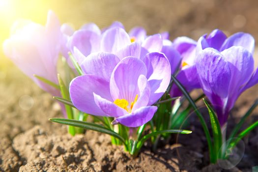 purple crocuses in spring day
