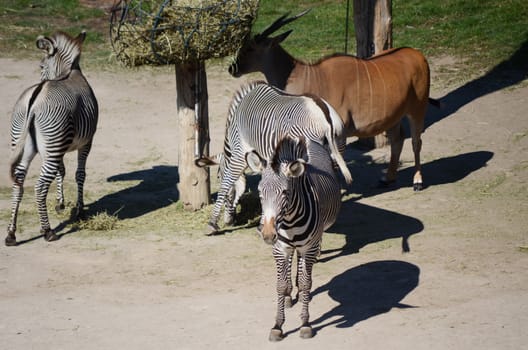 zebras and antelope in zoo