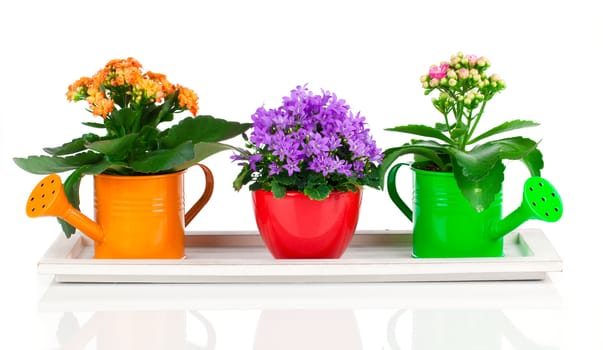blue campanula and kalanchoe Calandiva flowers, on white background