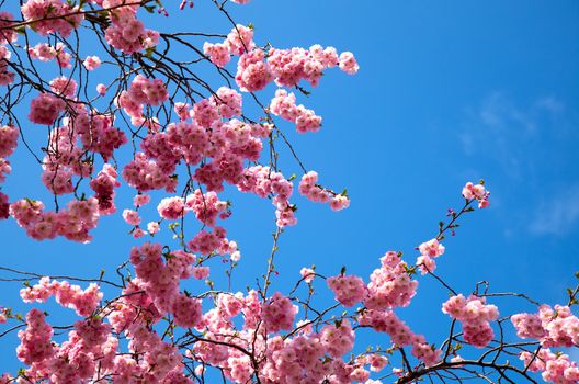 apple flower on blue sky background