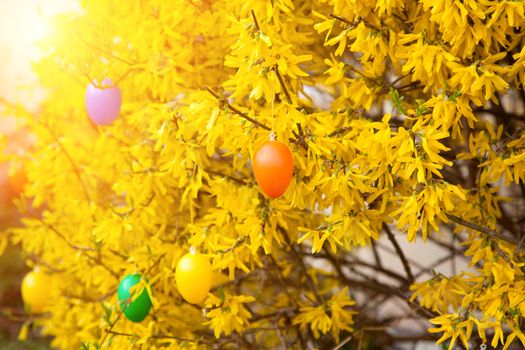 easter eggs  hanging on bush in spring