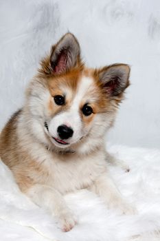 Norwegian lundhund dog is resting and is looking in the camara. Some people also call it a Norwegian Puffin Dog.