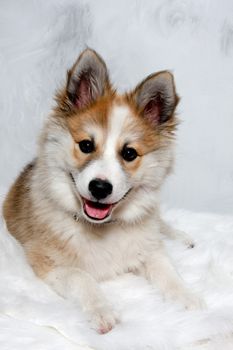 Norwegian lundhund dog is resting and is looking in the camara. Some people also call it a Norwegian Puffin Dog.