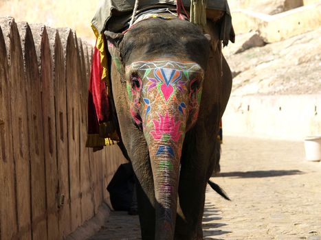 painted elephant in Jaipur,India      