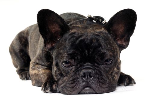Sweet dog is resting on a clean white background. The name of the breed is a French Bulldog. Some people also call it a bouledogue bran�ais. 