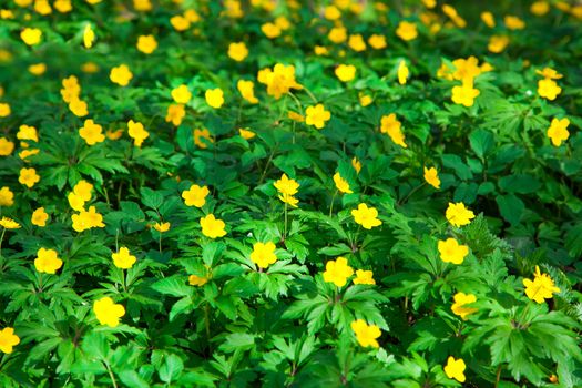 yellow buttercup flower the spring (Potentilla recta)