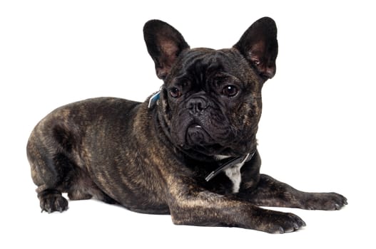 Sweet dog is resting on a clean white background. The name of the breed is a French Bulldog. Some people also call it a bouledogue bran�ais. 