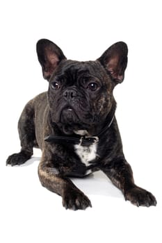 Sweet dog is resting on a clean white background. The name of the breed is a French Bulldog. Some people also call it a bouledogue bran�ais. 