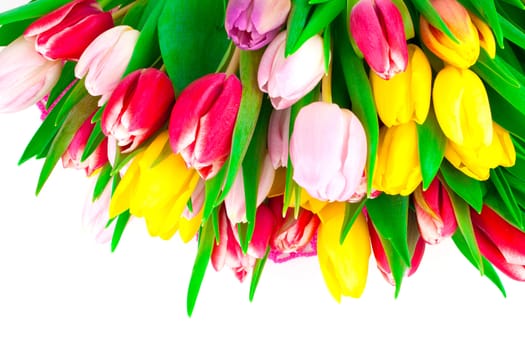 bunch of spring tulips isolated on white