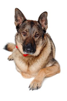 German shepherd dog is resting on a white background