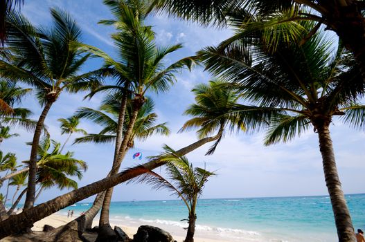 An exotic beach with palms a white sand. Dominican Republic.