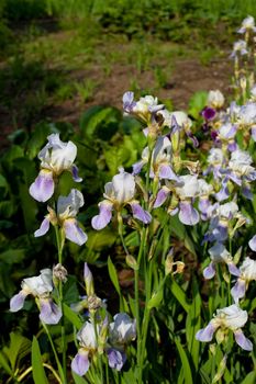 Pink and purple irises in the garden
