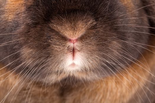 red-haired rabbit with black spots