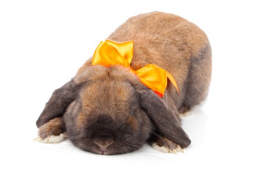 rabbit isolated on a white background
