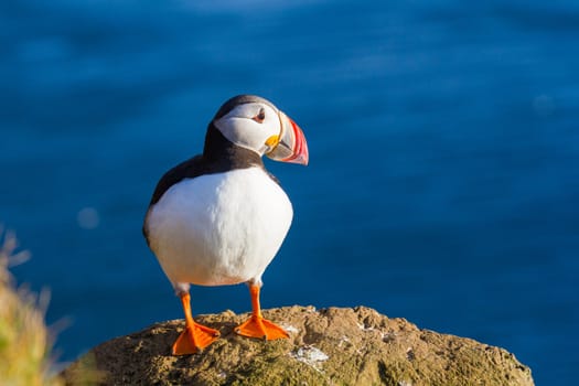 Puffin standing on a grassy cliff, sea as background, Latrabjarg north Iceland